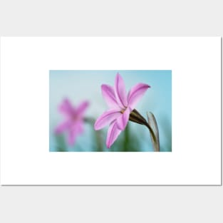 Ipheion  &#39;Tessa&#39;  Spring starflower Posters and Art